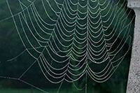 Toile d'araign&eacute;e