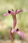 Armeni - Orchid&eacute;e sauvage (Serapias neglecta)