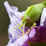 Dehesa de los Montes - Sauterelle triste