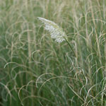Dinard - &Eacute;pis et arabesques