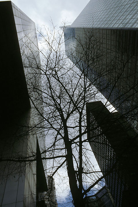 Tours et arbre nu en contre plong&eacute;e - USA/New-York - New-York City - avril 1986 - New York City