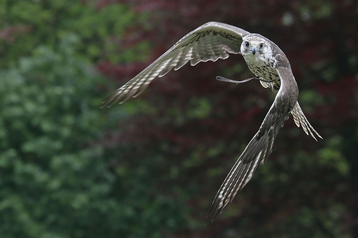 Faucon gerfaut en vol - France/Bretagne - La Bourbansais - mai 2005 - Animaux