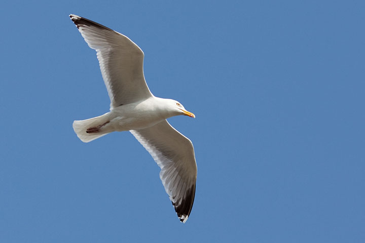 Flying sea gull - France/Brittanny - Saint-Quay-Portrieux - May 2009 - EF 135 L f/2