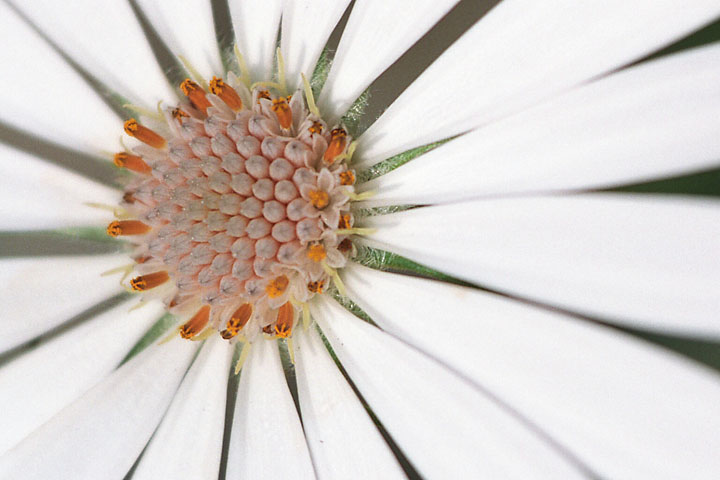 Ost&eacute;ospermum - France/Bretagne - Rennes - mars 2002 - Rennes