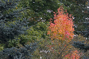 Couleurs d'automne