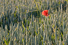 Motifs et r&eacute;p&eacute;titions