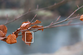 Mise au point LiveView